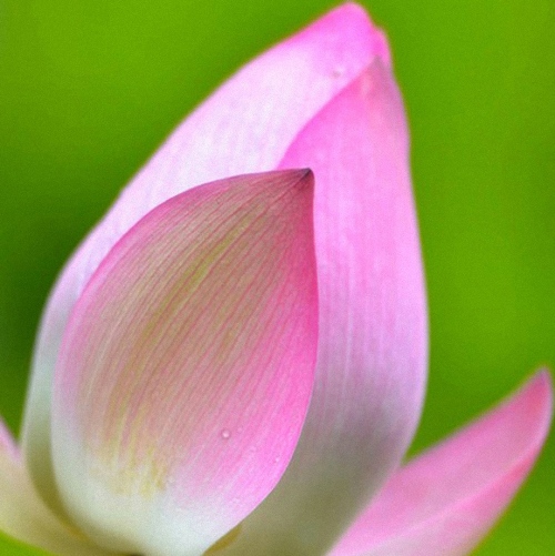 Lotus Essential Oil 3